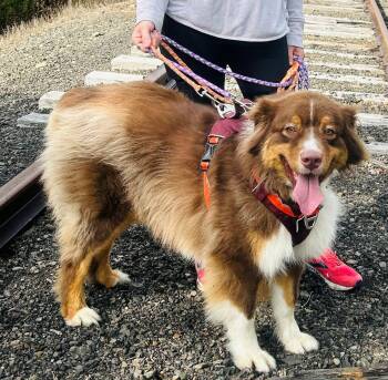 Rescue Australian Shepherd Dogs for Adoption in Brooks, Maine - Bandit | PetCurious