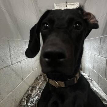 Canoe -  Mixed Breed Dog for Adoption in Summerville, South Carolina - Canoe | PetCurious