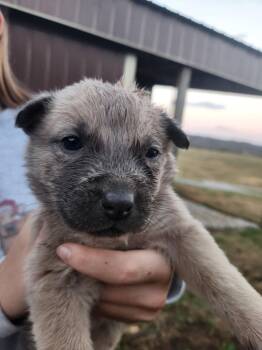 Rescue Mixed Breed Dogs for Adoption in Spring Hill, Tennessee - Rooster Hannigan | PetCurious