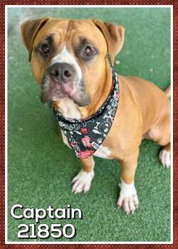 CAPTAIN -  Boxer and Mastiff Dog for Adoption in Marietta, Georgia - CAPTAIN | PetCurious