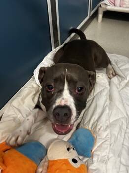 Rescue Pit Bull Terrier and Mixed Breed Dogs for Adoption in Honolulu, Hawaii - Paula | PetCurious