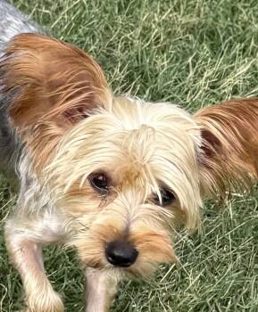Peanut -  Yorkshire Terrier Dog for Adoption in Mckinney, Texas - Peanut | PetCurious
