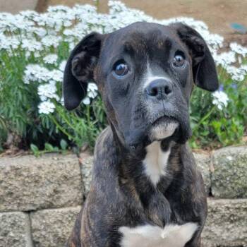 Boxer Dogs Available for Adoption in Woodinville, Washington - Heidi | PetCurious