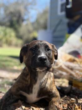 Golden Retriever and Australian Cattle Dog Blue Heeler Dogs Available for Adoption - Joe Diffie | PetCurious