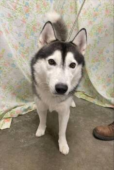 A055028 -  Husky Dog for Adoption in Rosenberg, Texas - A055028 | PetCurious
