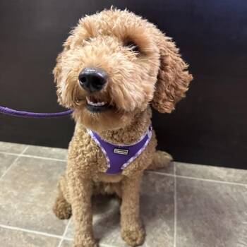 Avery -  Miniature Poodle and Golden Retriever Dog for Adoption in Yucaipa, California - Avery | PetCurious