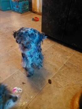 Poodle Dogs Available for Adoption in Schenectady, New York - Koal | PetCurious