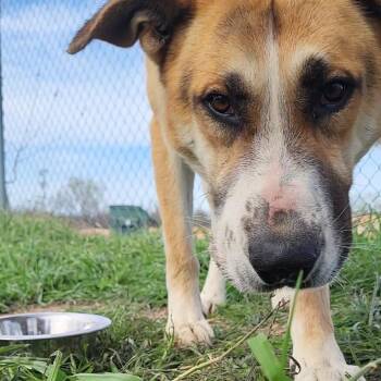 German Shepherd Dog and Anatolian Shepherd Dogs Available for Adoption - Cooper | PetCurious