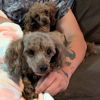 Minnie -  Poodle Dog for Adoption in Chanute, Kansas - Minnie | PetCurious