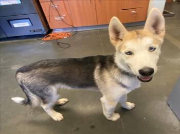 Rescue Siberian Husky and Alaskan Malamute Dogs for Adoption in Santa Cruz, California - FRANKIE | PetCurious