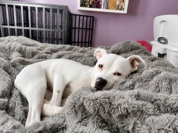 Stormy Skies -  Boxer and Pit Bull Terrier Dog for Adoption in Princeton, Massachusetts - Stormy Skies | PetCurious