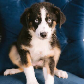 Banjo -  Australian Shepherd Dog for Adoption in Zionsville, Indiana - Banjo | PetCurious