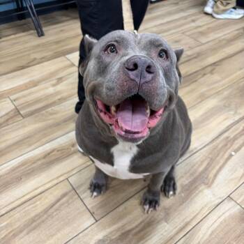 Reli -  Cane Corso Dog for Adoption in Newark, New Jersey - Reli | PetCurious