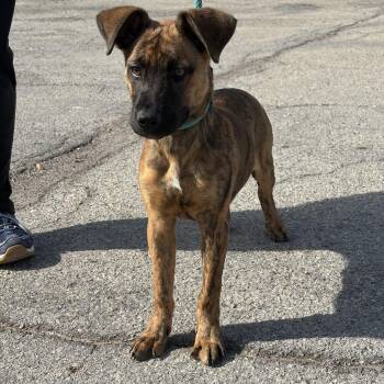 Tigerlily -  Shepherd and Mixed Breed Dog for Adoption in Bardstown, Kentucky - Tigerlily | PetCurious