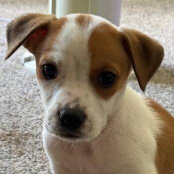 Superior -  Mixed Breed Dog for Adoption in Fenton, Michigan - Superior | PetCurious