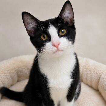 PETE DAVIDSON -  Mixed Breed Dog for Adoption in Cranston, Rhode Island - PETE DAVIDSON | PetCurious