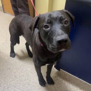 Seven -  Mixed Breed Dog for Adoption in Merriam, Kansas - Seven | PetCurious