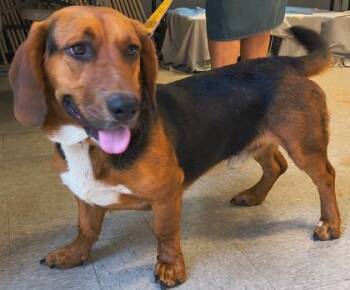 Grizz Fostered -  Basset Hound and Black And Tan Coonhound Dog for Adoption in Seneca, South Carolina - Grizz Fostered | PetCurious