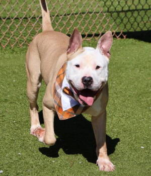 Rescue American Bulldog and Labrador Retriever Dogs for Adoption in Rockaway, New Jersey - Champ Athens | PetCurious
