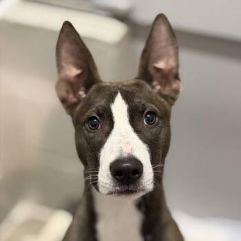 Rambo -  Terrier Dog for Adoption in Sacramento, California - Rambo | PetCurious