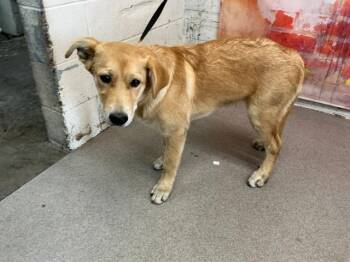 SAMUEL -  Labrador Retriever Dog for Adoption in San Bernardino, California - SAMUEL | PetCurious