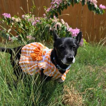Precious SMG -  Dachshund and Chihuahua Dog for Adoption in Austin, Texas - Precious SMG | PetCurious