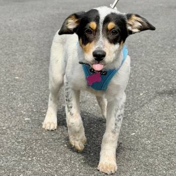 Australian Cattle Dog Blue Heeler and Mixed Breed Dogs Available for Adoption in East Hampton, New York - Farfalle | PetCurious