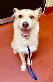 Hutch -  Jack Russell Terrier Dog for Adoption in Douglasville, Georgia - Hutch | PetCurious
