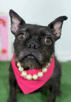 Coco-One of our Amazing Rescue Dogs -  French Bulldog and Cairn Terrier Dog for Adoption in Carlsbad, California - Coco-One Of Our Amazing Rescue Dogs | PetCurious