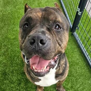 Optimus -  American Bulldog Dog for Adoption in Hopkinsville, Kentucky - Optimus | PetCurious