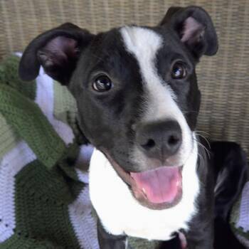 Digger -  Pit Bull Terrier and Mixed Breed Dog for Adoption in Normal, Illinois - Digger | PetCurious