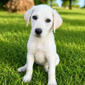 Dawn -  Labrador Retriever Dog for Adoption in Harlingen, Texas - Dawn | PetCurious