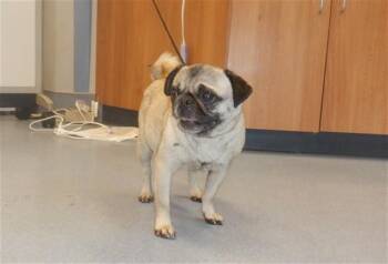 Pug Dogs Available for Adoption in San Jose, California - SUNSHINE | PetCurious