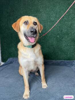 Anatolian Shepherd and Black Mouth Cur Dogs Available for Adoption in Punta Santiago, Humacao - Lemon | PetCurious