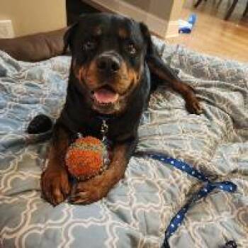 Bruno -  Rottweiler Dog for Adoption in Monticello, New York - Bruno | PetCurious