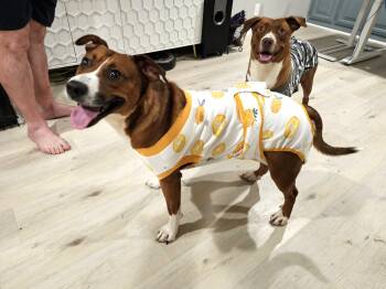 Rescue Australian Kelpie Dogs for Adoption in Trinity, North Carolina - Jayden | PetCurious