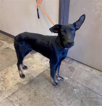 JASPER -  German Shepherd Dog and Mixed Breed Dog for Adoption in Ontario, California - JASPER | PetCurious