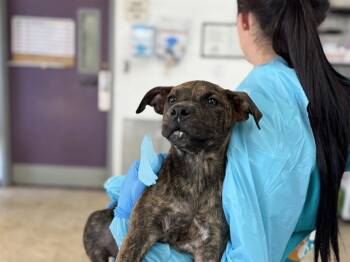 Rescue American Staffordshire Terrier and Mixed Breed Dogs for Adoption in Raleigh, North Carolina - GRETA | PetCurious