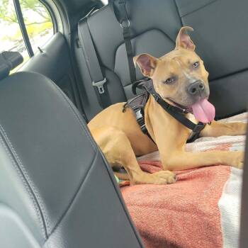 Scar Mufasa -  American Bully and Pit Bull Terrier Dog for Adoption - Scar Mufasa | PetCurious