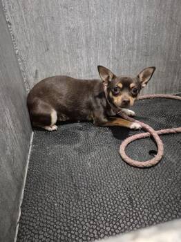 A811664 -  Chihuahua Dog for Adoption in San Antonio, Texas - A811664 | PetCurious