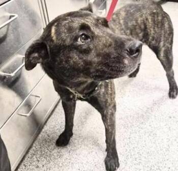 A659066 -  Catahoula Leopard Dog Dog for Adoption in Houston, Texas - A659066 | PetCurious