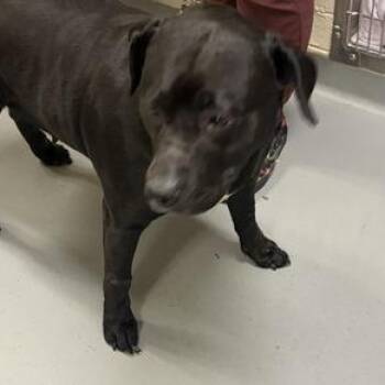 Salisbury Steak -  Mixed Breed Dog for Adoption in Asheville, North Carolina - Salisbury Steak | PetCurious