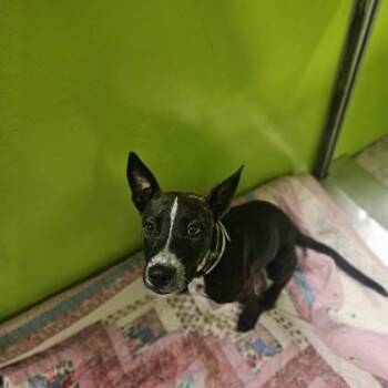 Sage -  Labrador Retriever and Mixed Breed Dog for Adoption in Kansas City, Missouri - Sage | PetCurious