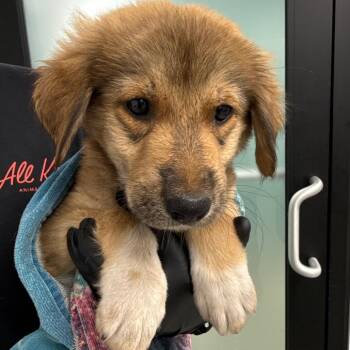 Toph -  Great Pyrenees and Mixed Breed Dog for Adoption in Abilene, Texas - Toph | PetCurious