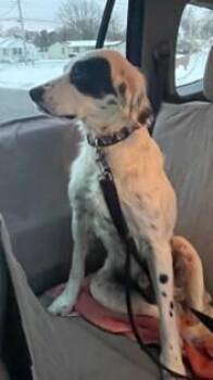 English Setter Dogs Available for Adoption in Havertown, Pennsylvania - Foster/Foster To Adopt Needed - Maverick | PetCurious