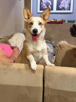 CiCi -  Pembroke Welsh Corgi Dog for Adoption in Las Vegas, Nevada - CiCi | PetCurious