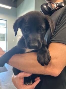 Labrador Retriever Dogs Available for Adoption in Gautier, Mississippi - Connor | PetCurious