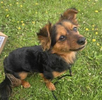 Mixed Breed and Chihuahua Dogs Available for Adoption in Dubuque, Iowa - Fendi | PetCurious
