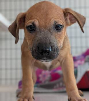 Ciara -  Mixed Breed Dog for Adoption in St. Augustine, Florida - Ciara | PetCurious