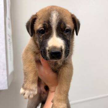 Woodstock -  Mixed Breed Dog for Adoption in Columbiana, Alabama - Woodstock | PetCurious